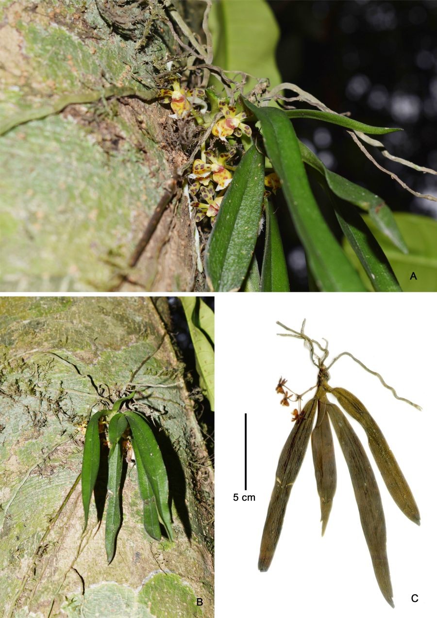 Gastrochilus pseudocalceolaris